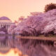 cherry blossoms in washington DC at sunrise at jefferson memorial