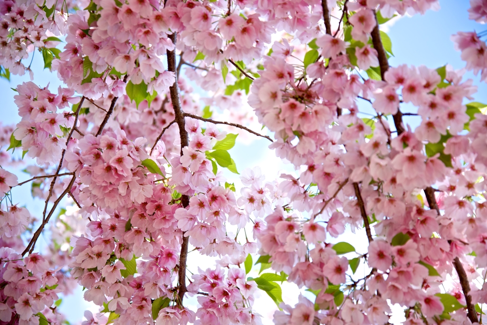 a close up photo of the cherry blossom trees in Washington DC in full bloom 