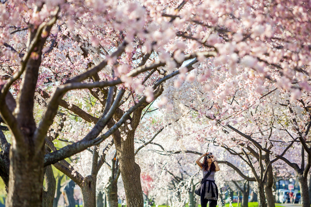 a girl taking photos of pink cherry blossom trees 