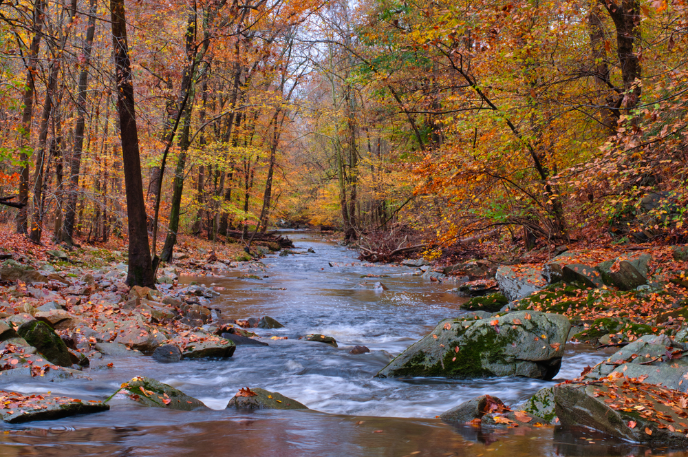 photo of a creek rushing over rocks in the woods with autumn leaves falling 