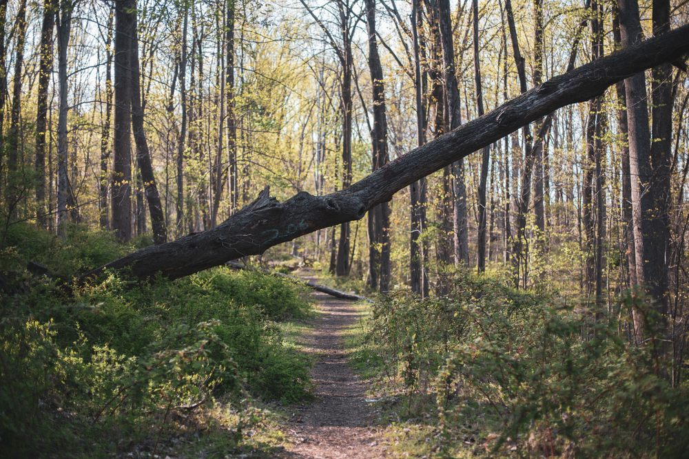 photo along a trail with a tree fallen across the path in the woods in ellicott city, one of the best small towns in maryland 