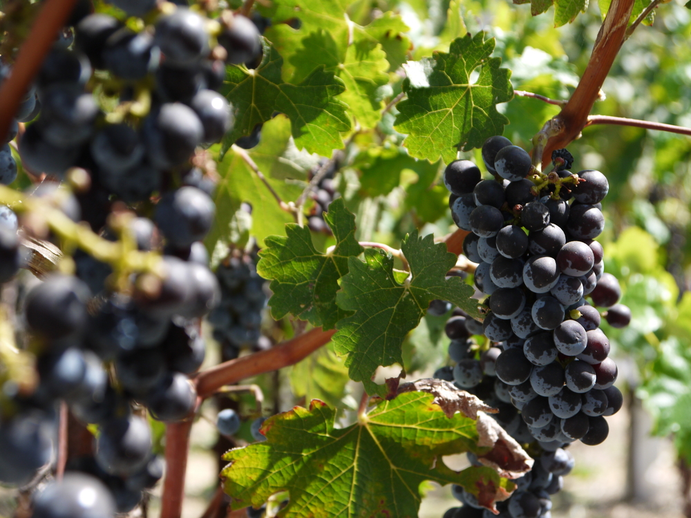 grapes hanging from a vine, close up picture