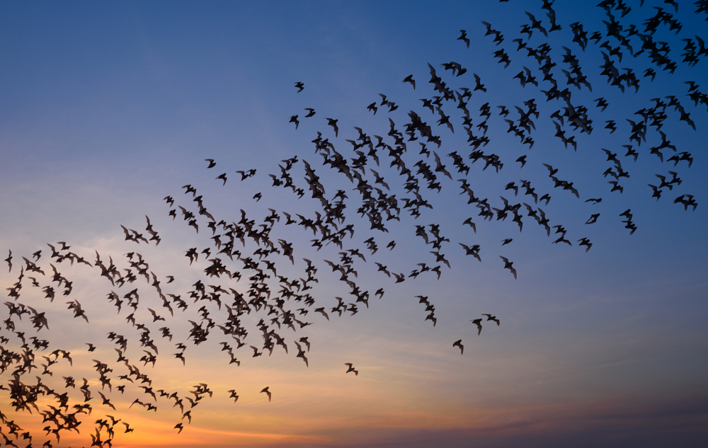 Row of flying bats colony with sunset sky background. 