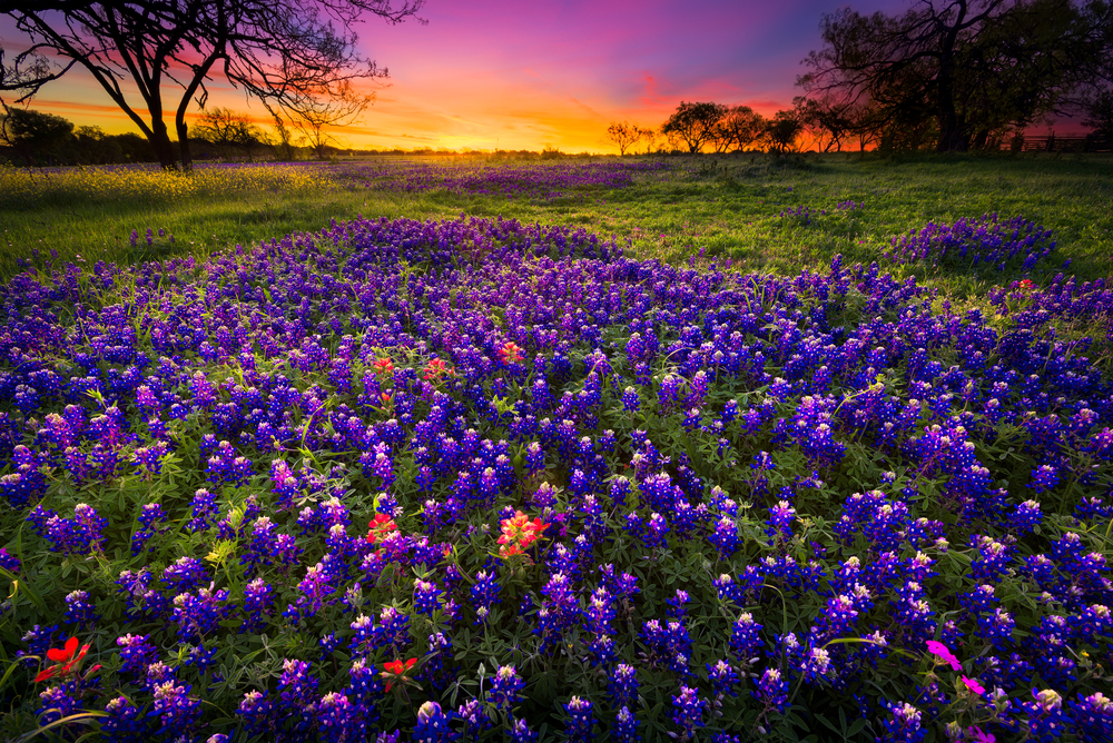 Dawn breaks over a field of bluebonnets one of the best things to do in Fredericksburg, TX