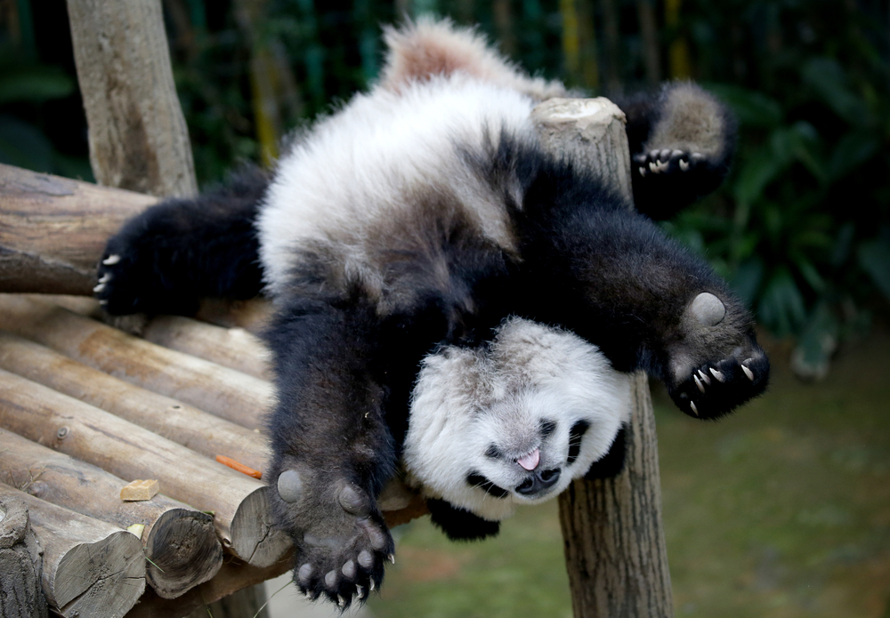 a super cute silly panda bear at the national zoo is one of the best things to do in northern va