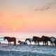 the famous ponies on the beaches in Maryland