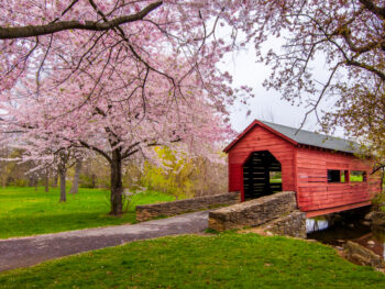 pretty pink flowers and covered bridge one of the best things to do in frederick maryland