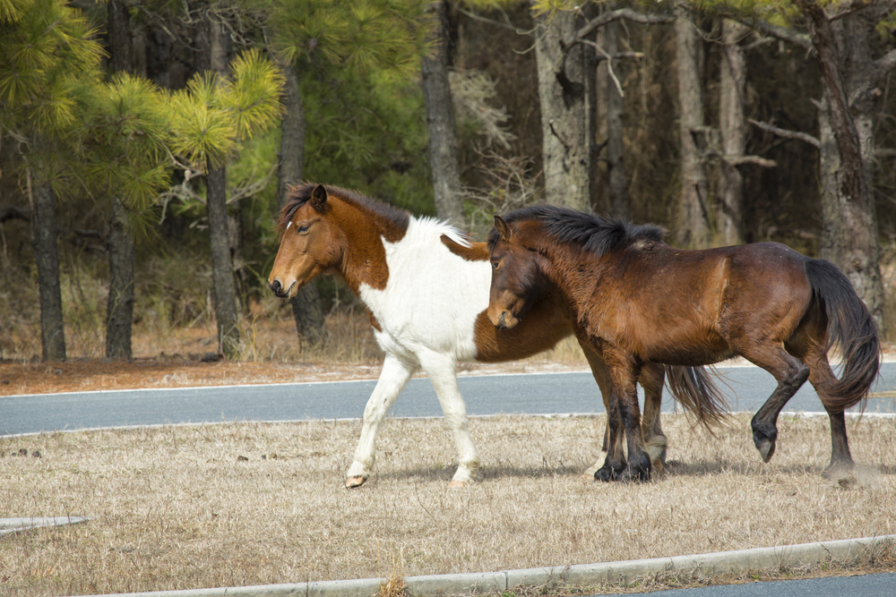 two wild horses in the grass in a park in berlin maryland, trees in background