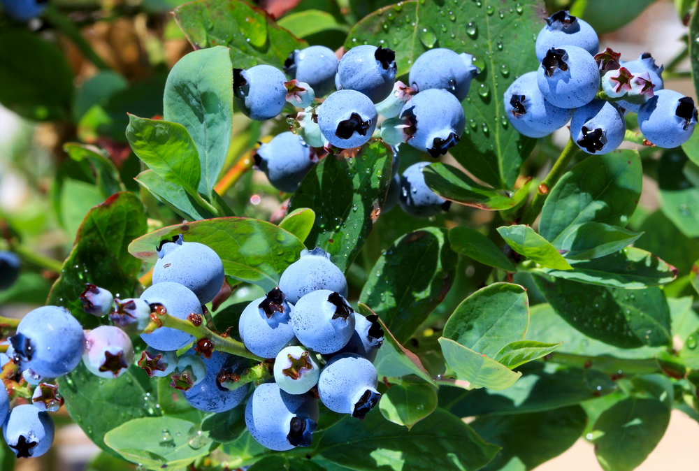 photo of close up blueberries ripening on a vine with water droplets on the leaves
