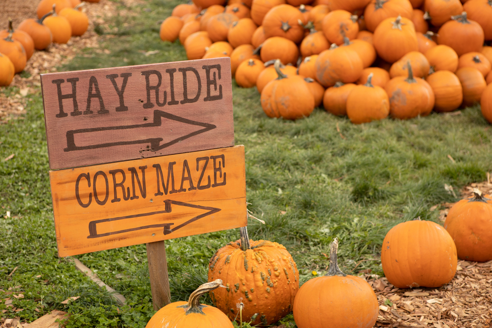 photo of a hay ride and corn maze sign with pumpkins in the background, something you might find at the Fall Festival at P-6 Farms in Conroe, TX