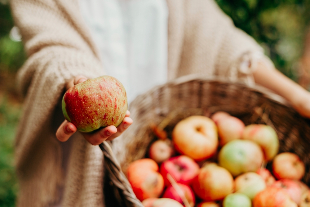 a bucket full from one of the best places for apple picking in Maryland