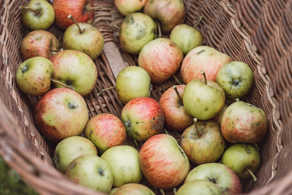 green and red apples in a bucket on a Farm in Maryland