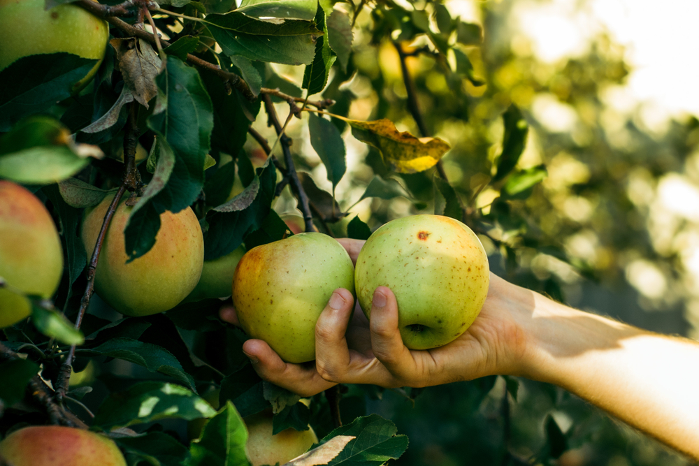 two green apples about to be picked in MD 