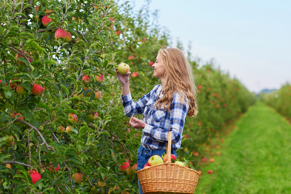 a girl smelling a red apple she is about to pick in a field made for apple picking in Maryland