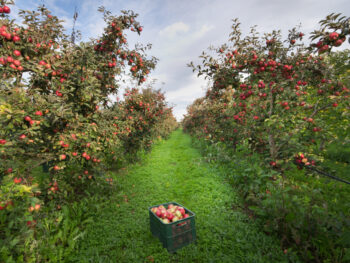 a row of apple trees with red apples and a bucket in the middle on the green grass