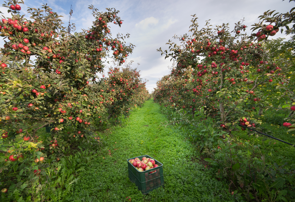 a row of apple trees with red apples and a bucket in the middle on the green grass