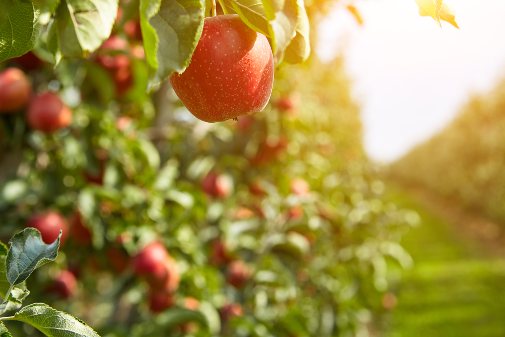 sunlight coming in perfectly on a beautiful red apple in MD