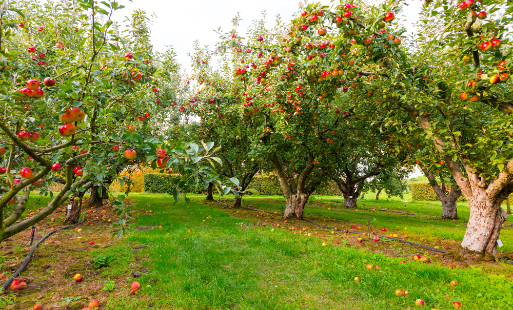 a beautiful apple farm in Maryland for the perfect day out picking apples in Maryland