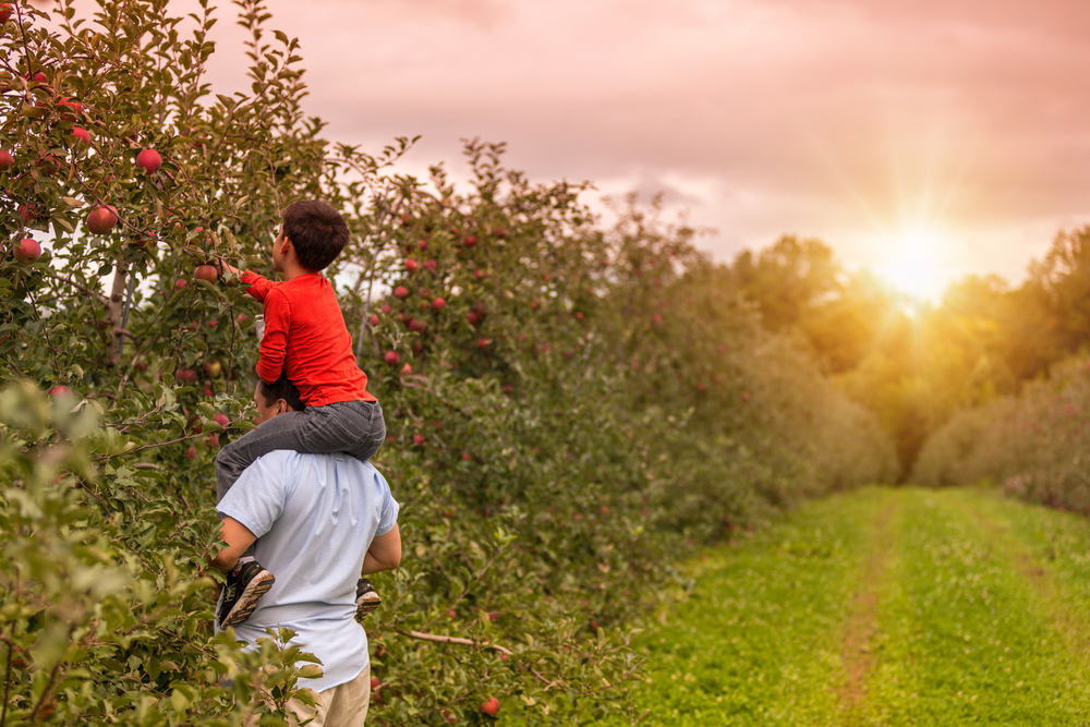 a pop and son picking apples in the sunset on one of the best apple picking in Maryland