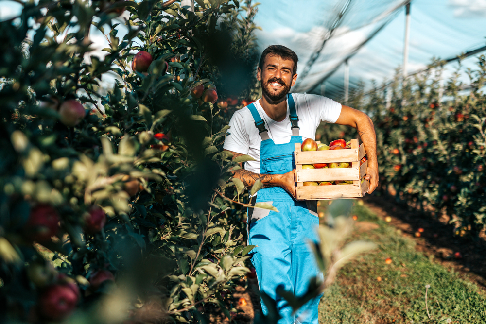 a man working in the apple fields 