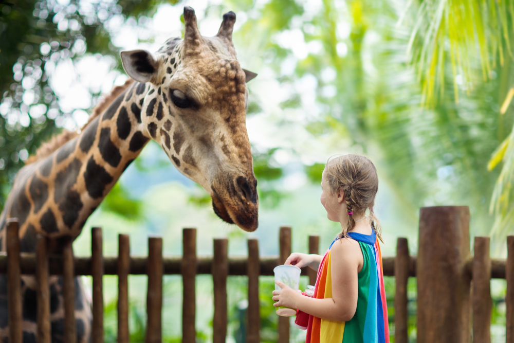 A young girl in a rainbow dress feeding a giraffe during an interactive experience at the Dallas Zoo!
