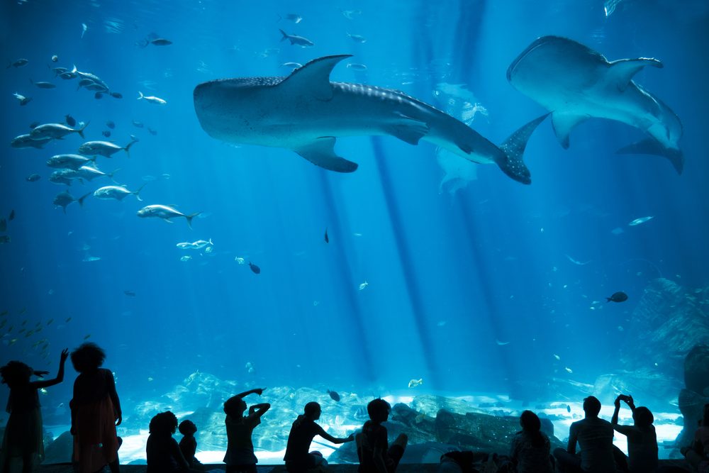 Children Silhouettes against Fish and Whale Shark in large Aquarium, Visiting here is one of the things to do with kids in Atlanta.  