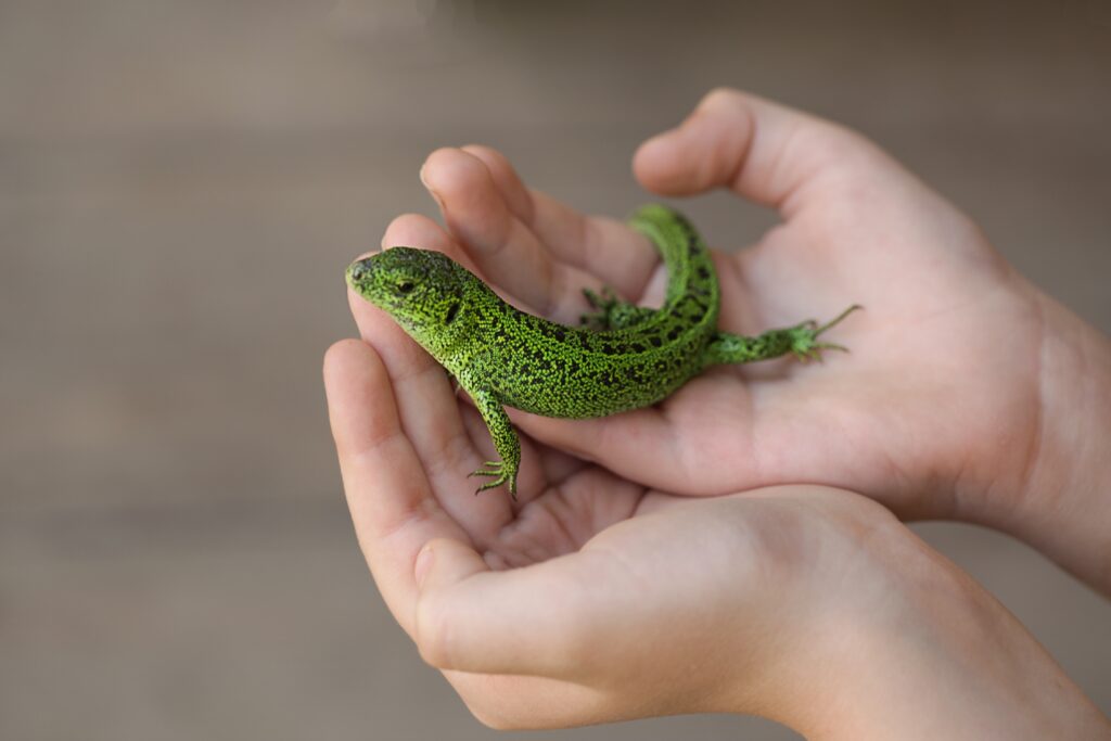 Green Lizard in child's hand close-up,
