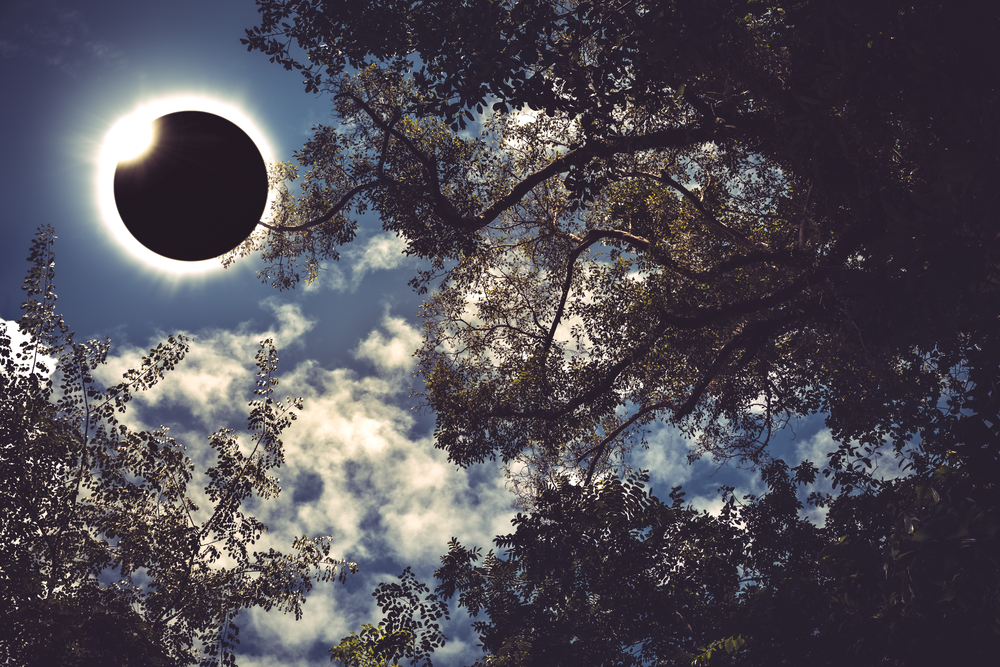 A solar eclipse seen from below, with tree branches in shadow as the moon mostly covers the sun.