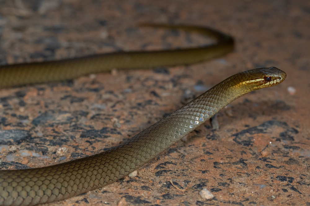 a black swamp snake in GA on the ground 