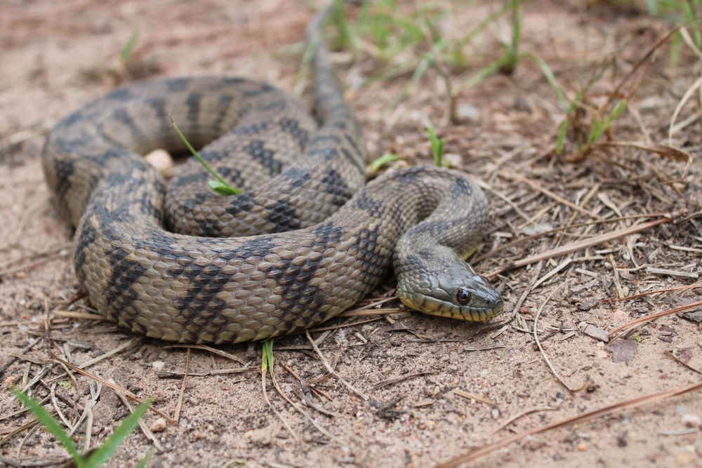 a diamondback water snake 