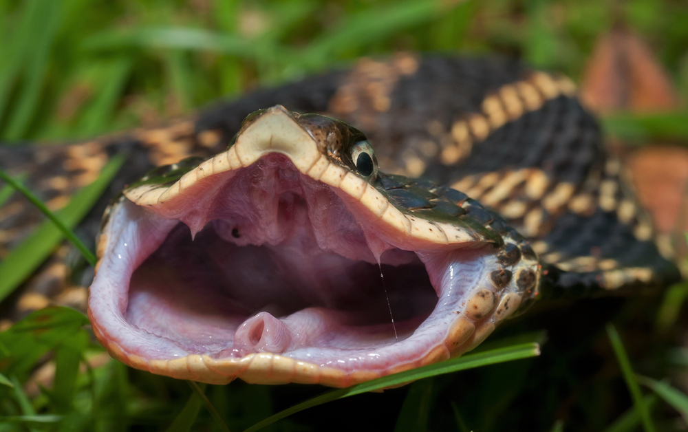 Eastern Hognose is one of the most popular snakes in texas 
