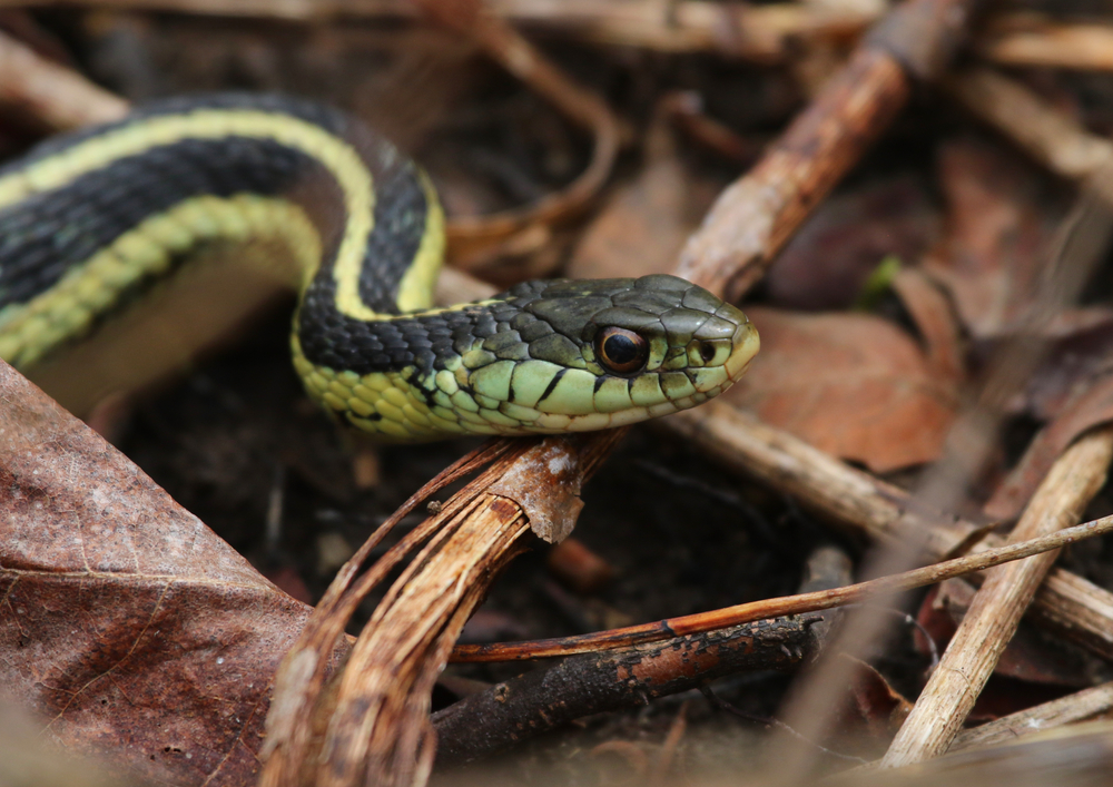 the common garter snake is one of the most popular snakes in Georgia 