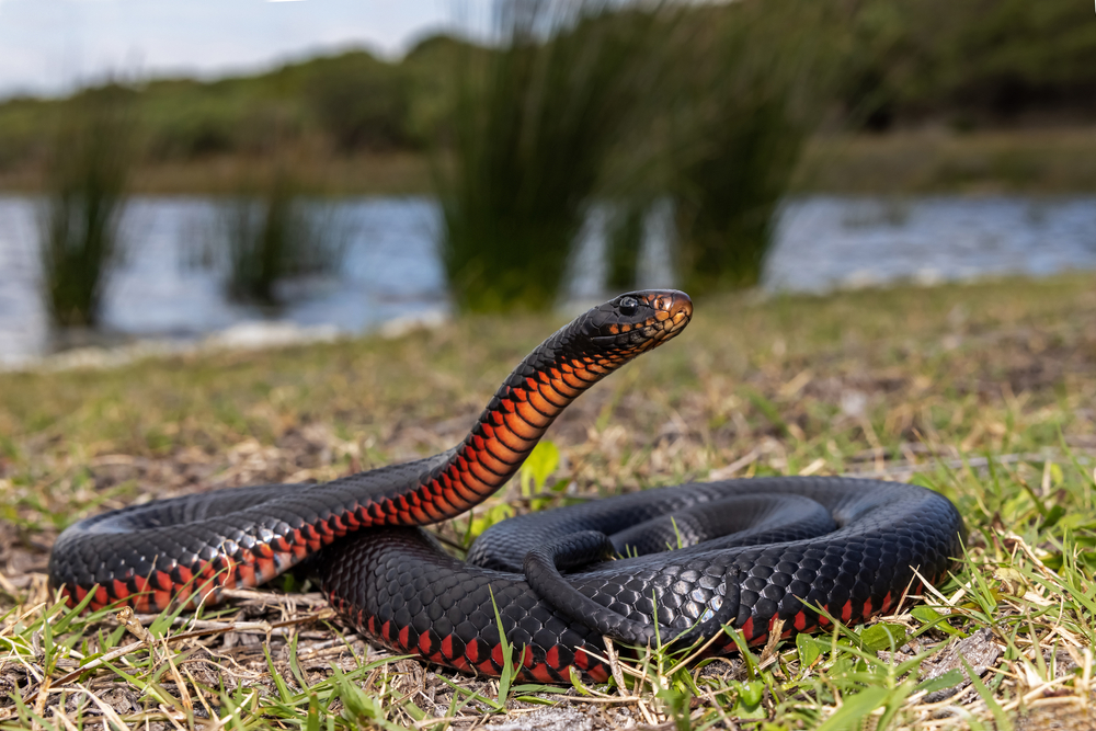 a big red bellied snake 