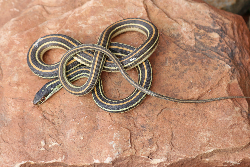 the eastern ribbon snake is small and grey with yellow stripes 