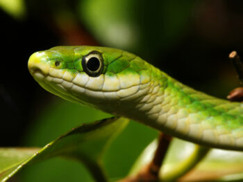 cute rough green snake in texas close up of its face