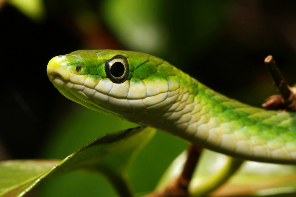 cute rough green snake in texas close up of its face