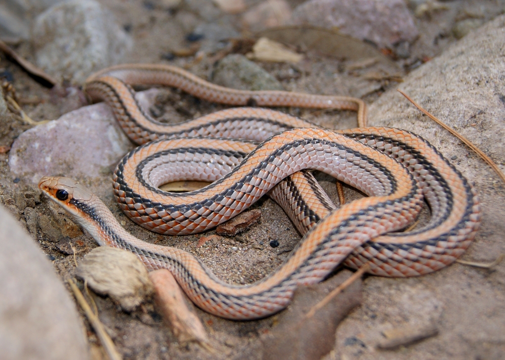 a big snake wrapped around a rock in texas 