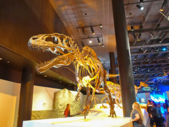 A t-rex skeleton at the Houston Museum of Natural Science.