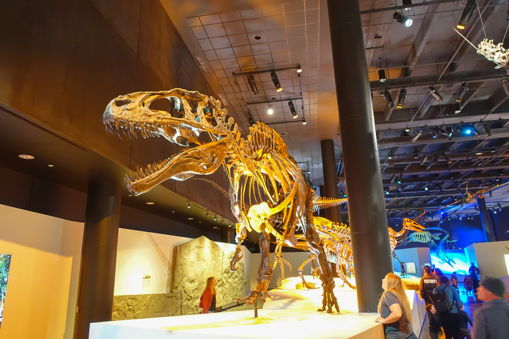 A t-rex skeleton at the Houston Museum of Natural Science.