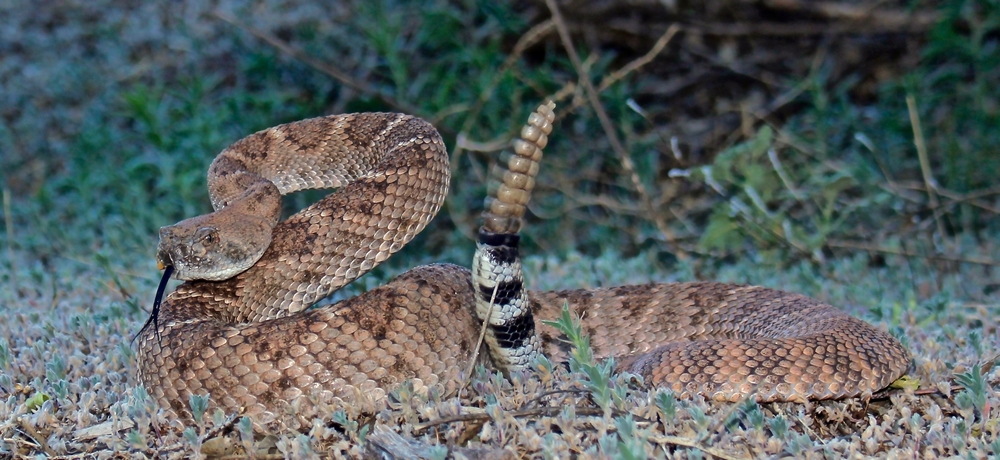 rattlesnakes are very popular texas snakes 