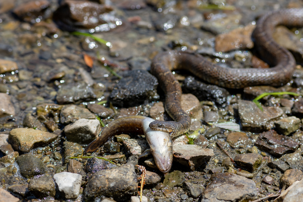 a brown snake in the water eating a fish 
