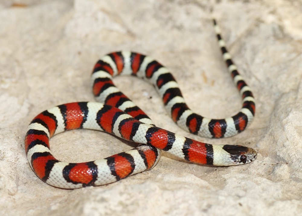 a colorful red, white, and black snake laying on a table 