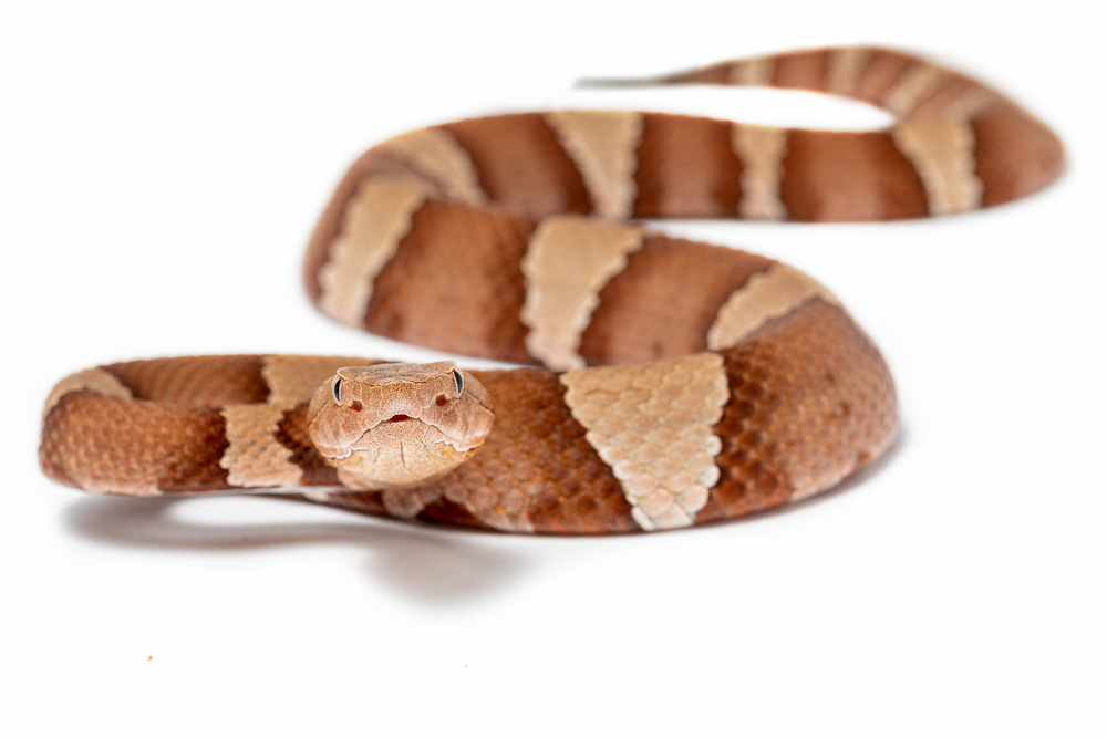 a orangish snake on a white background 