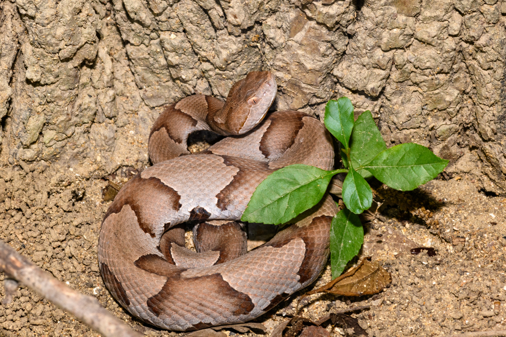 a copperhead snakes in texas are very dangerous 