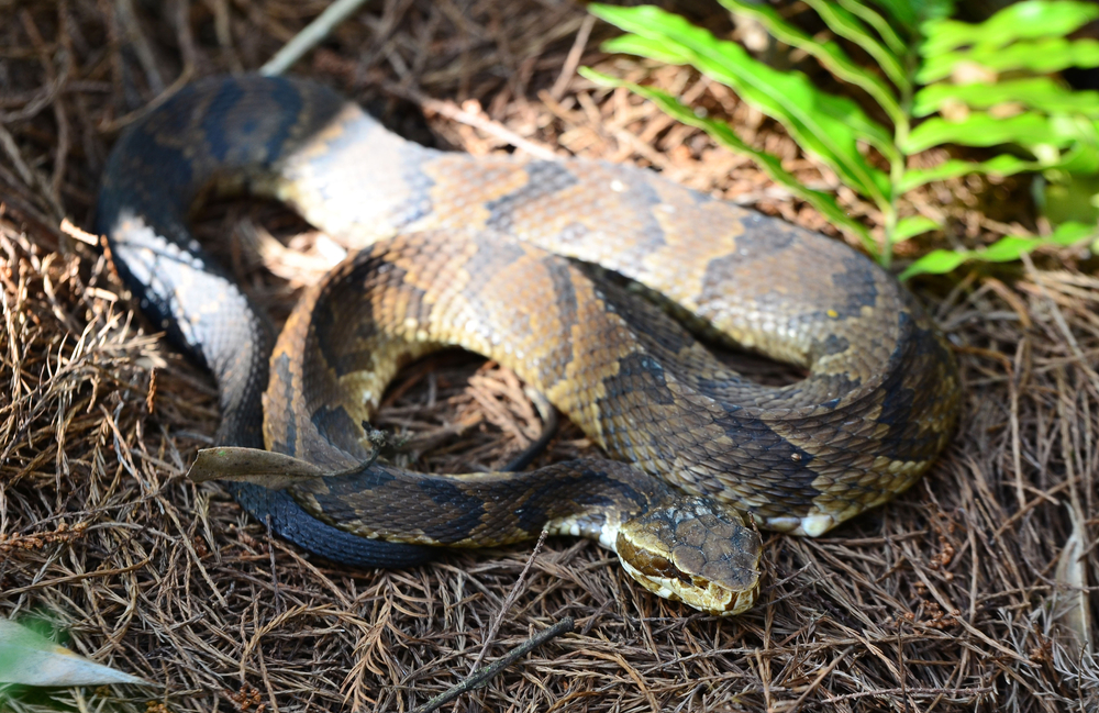 a big fat snake in the grass with brown and black strips in Georgia 