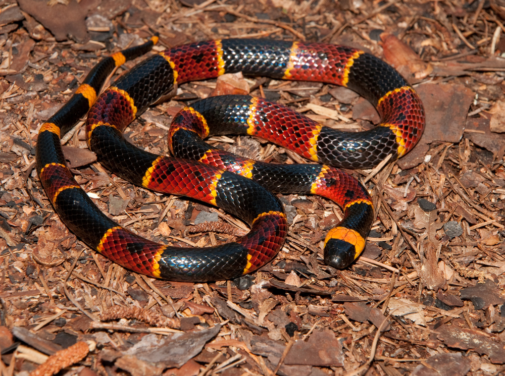 the coral snake is already, red, yellow, and black. 