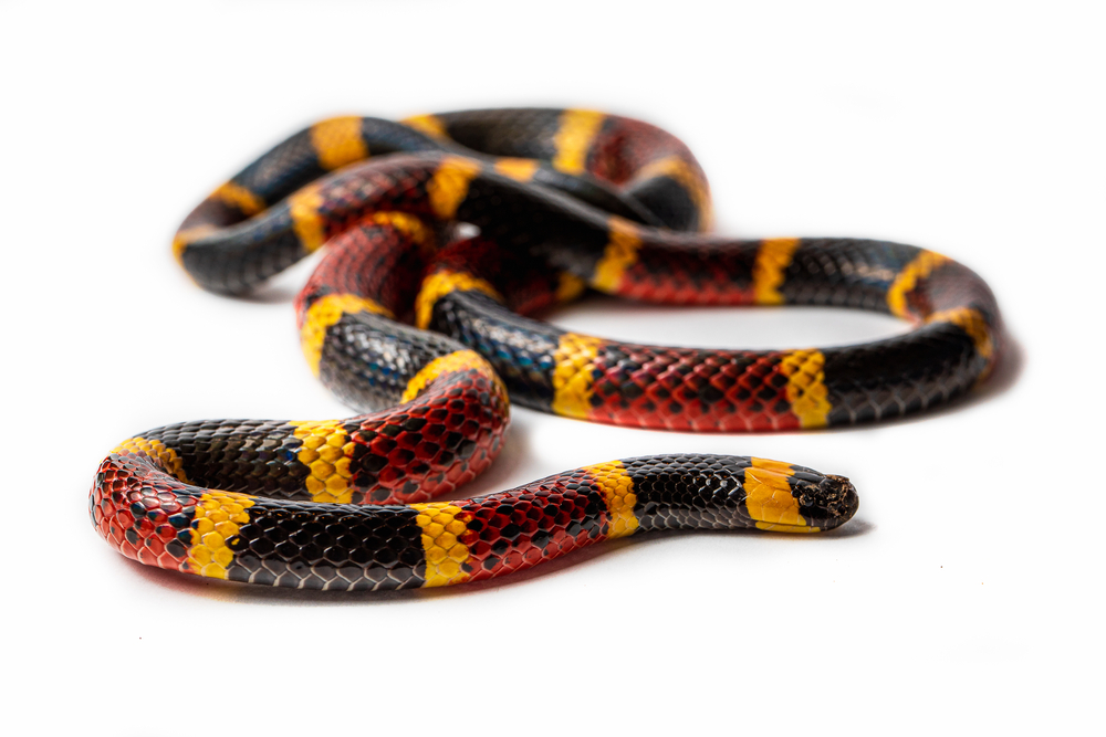 texas coral snakes in texas are red, yellow, and black 