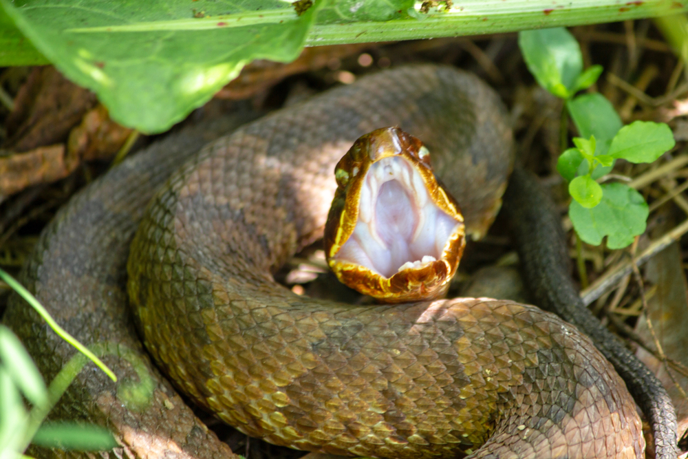 cottonmouth snakes in texas are very dangerous 