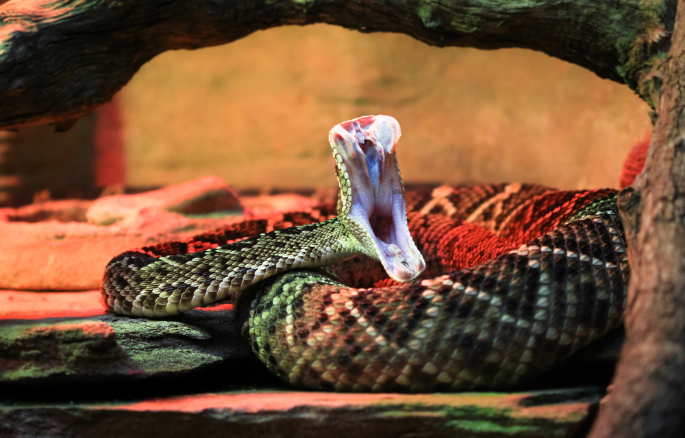 a cotton mouth about to strike. this is one of the most dangerous snakes in Georgia 