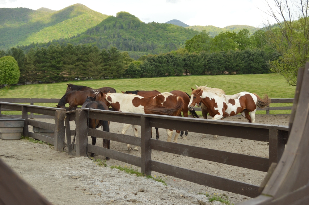 six horses are in a paddock with a grass area behind the fence and mountains in the background